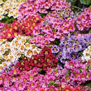 2.500 zaden - Schizanthus wisetonensis mix