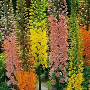 10 seeds - Eremurus isabellinus