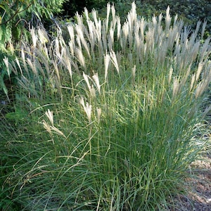 50 seeds - Miscanthus sinensis