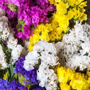 150 seeds-Limonium sinuatum Pacific mix-Statice