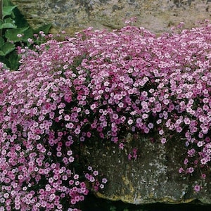 3.000 seeds - Gypsophyla elegans Crimson