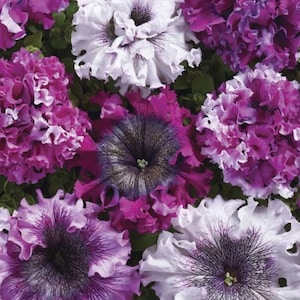 300 seeds- Petunia grandiflora superbissima mix
