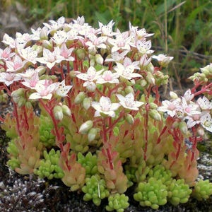 100 semi - Sedum album