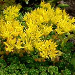 100 Samen - Sedum oreganum