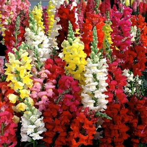 6,000 seeds-Tall Antirrhinum majus maximun mix