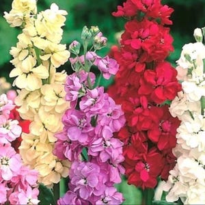 400 seeds - Matthiola incana Mammouth Excelsior mix