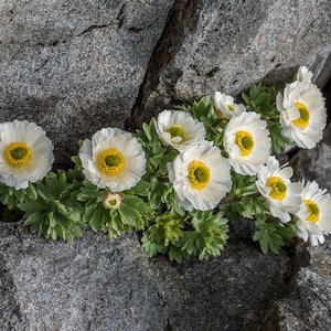 10 zaden - Ranunculus buchananii
