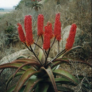 15 seeds - Aloe excelsa
