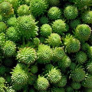 100 semi - Sedum sexangulare