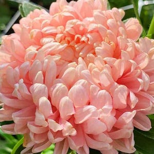 600 seeds - Aster paeony Duchesse Apricot - Callistephus chinensis