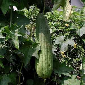 50 seeds - Luffa cylindrica