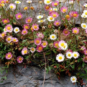 150 seeds - Erigeron karvinskianus