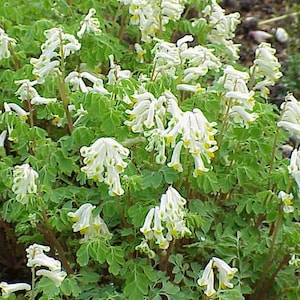 20 Samen - Corydalis ochroleuca