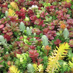 1.000 zaden - Sedummix