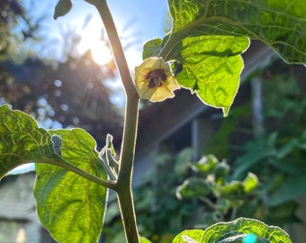 Goldenberry / Gooseberry Plant - well established in 4" pot. Non-GMO, organically grown (Physalis Peruviana)