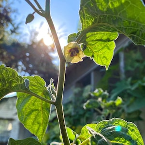 May include: Close-up of a plant stem with a small, delicate flower in focus. The flower has a light yellow hue with a dark center. Large, textured green leaves surround the flower, with sunlight shining through, creating a bright, natural scene.