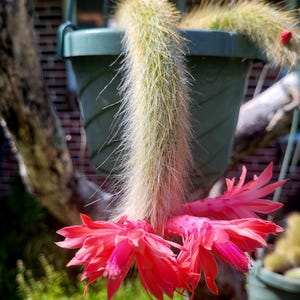 May include: A hanging green pot with a trailing cactus, featuring long, spiky stems and vibrant red flowers. The cactus has a light green hue with a fuzzy texture. The flowers are a bright, eye-catching red.
