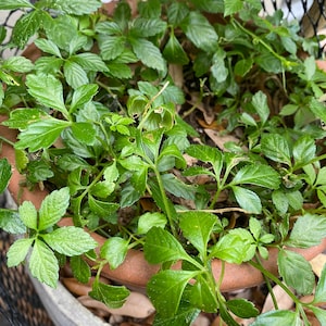 May include: A close-up shot of a potted plant with vibrant green leaves. The plant is in a terracotta pot, and the leaves have a glossy texture. The plant is surrounded by a black mesh.