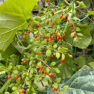 Organic LIVE Goji Berry Plant 4” pot