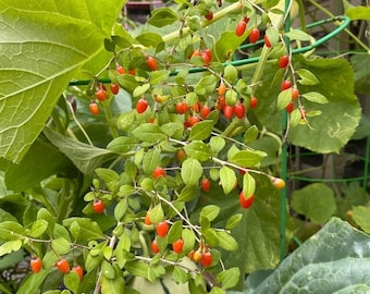 Organic Goji Berry Plant