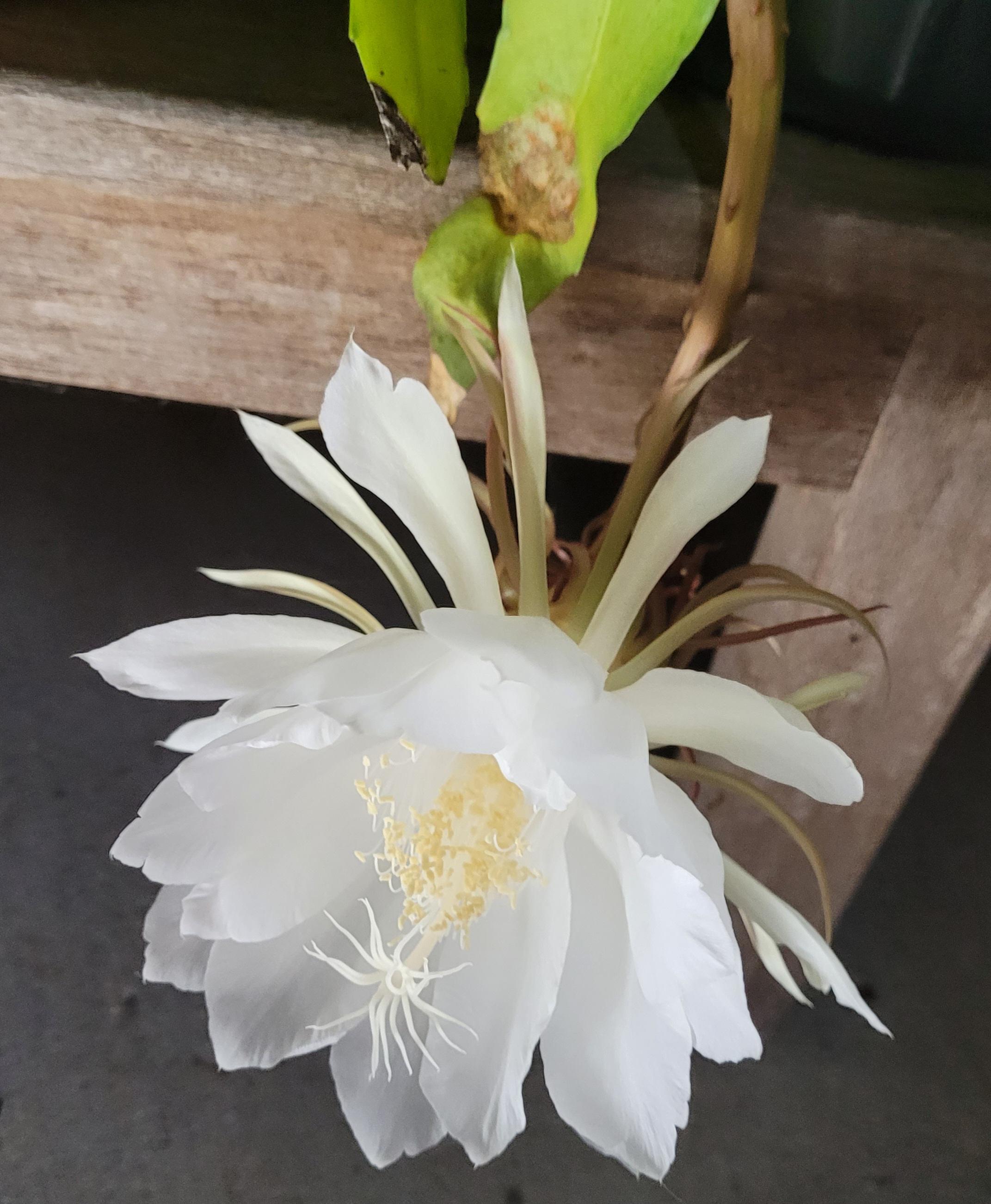 labranda cactus Lady Finger Cactus - Mammillaria Elongata - House Plants Delivery Toronto