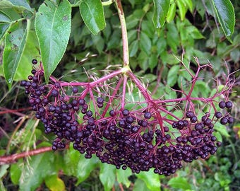 Planta de saúco orgánico VIVO en maceta de 4” - Saúco americano Sambucus Nigra