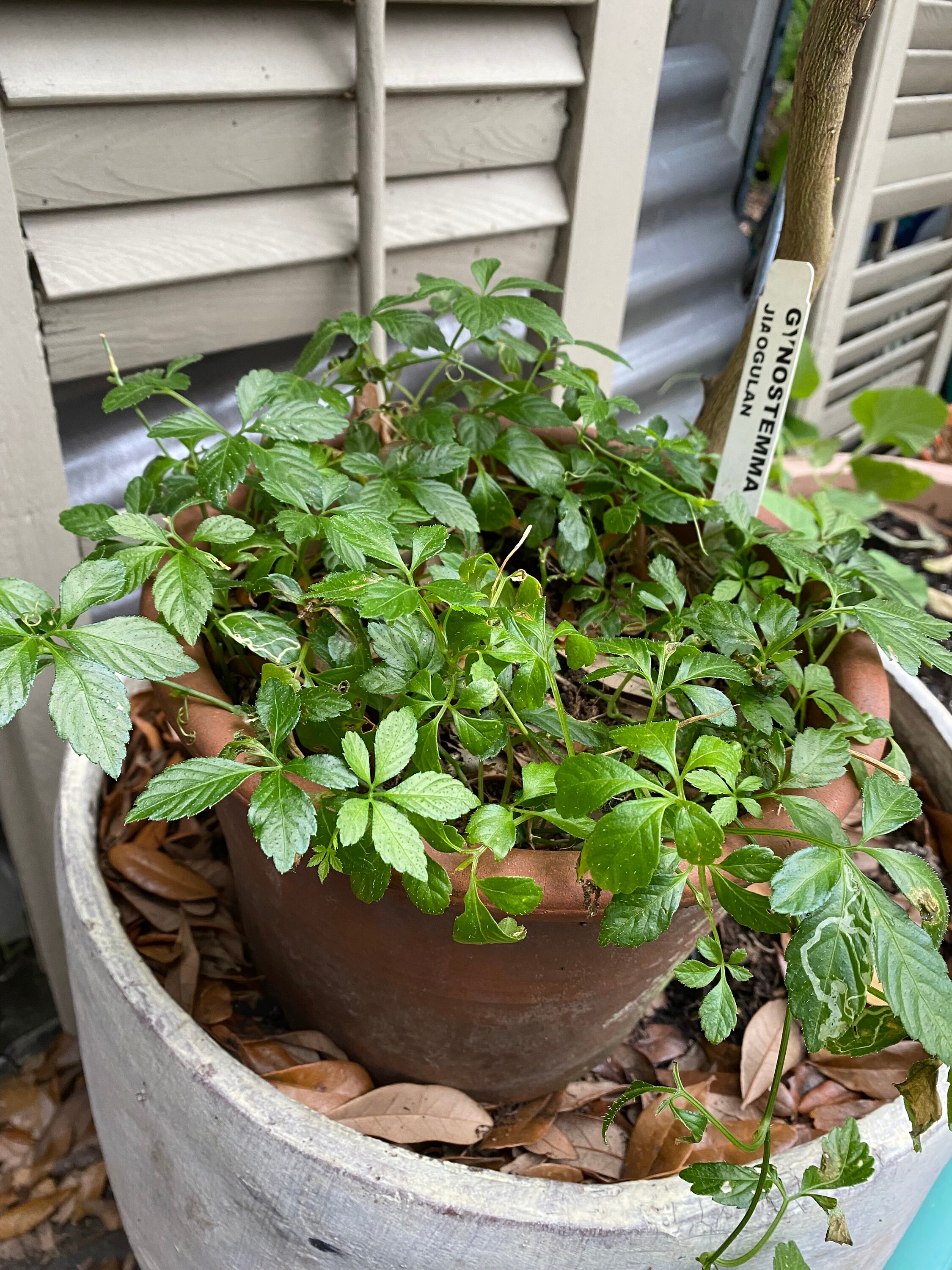 Organic Gynostemma / Immortality Herb / Jiaogulan *RARE* 4" Pot (sweet  Variety) - Etsy