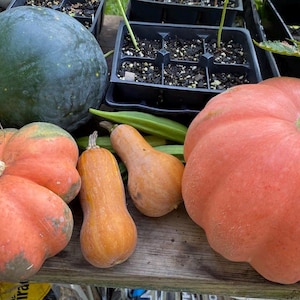 May include: An assortment of freshly harvested pumpkins and squash. The image features a large, round, dark green watermelon, several orange pumpkins, and elongated orange squash. The produce is arranged on a wooden surface.