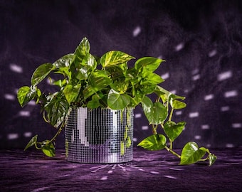 Puede incluir: Una planta potos de color verde vibrante con hojas variegadas en forma de corazón en una maceta cilíndrica cubierta de pequeñas baldosas de espejo plateadas y reflectantes que crean un efecto de bola de discoteca sobre la superficie.