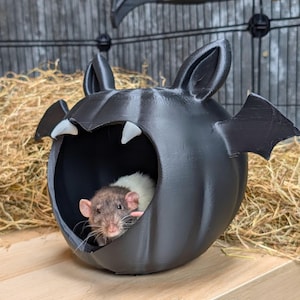 May include: A black bat-shaped pumpkin with a heart-shaped opening, providing a cozy hideaway for a small pet rat. The rat is peeking out from the opening, looking curious.