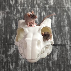 May include: Two rats, one hairless and one with fur, are perched on a white ceramic skull. The skull has a detailed design and appears to be a dragon skull.