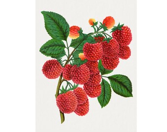 Shaffer's Colossal Raspberry Png - Flower Art, Fruit Art, Floral Decor, Home decor * Digital Download