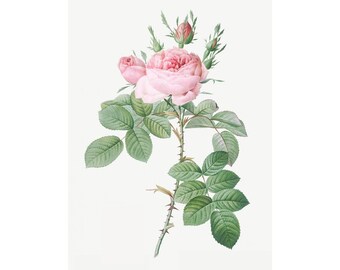 Rosa Bifera Officinalis Png - Flower Art, Floral Decor, Home decor * Digital Download