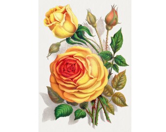 Vintage Rose  - Flower Art, Floral Decor, Home decor * Digital Download