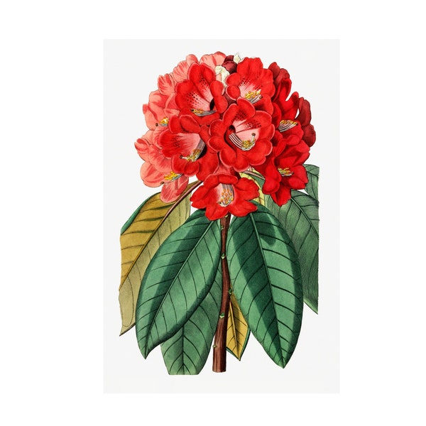 Rhododendron Rollissonii - Flower Art, Floral Decor, Home decor * Digital Download