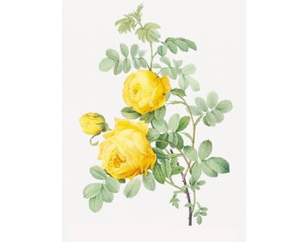 Yellow Rose of Sulfur Png - Flower Art, Floral Decor, Home decor * Digital Download