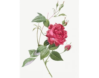 Blood-Red Bengal Rose Png - Flower Art, Watercolor Art, Floral Decor, Home decor * Digital Download