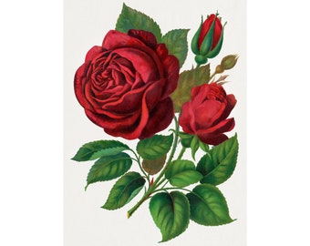 Red Rose Png - Flower Art,  Floral Decor, Home decor * Digital Download