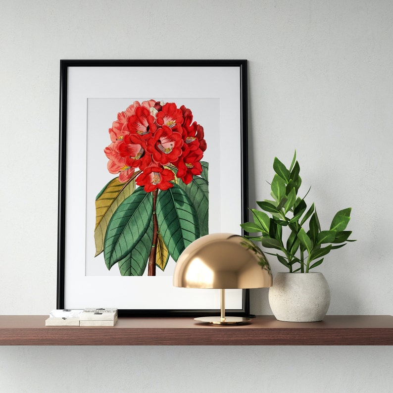 Rhododendron Rollissonii Flower Art, Floral Decor, Home decor Digital Download image 3
