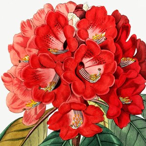 Rhododendron Rollissonii Flower Art, Floral Decor, Home decor Digital Download image 2