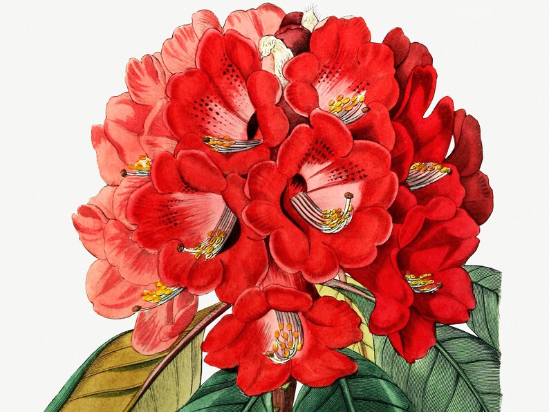 Rhododendron Rollissonii Flower Art, Floral Decor, Home decor Digital Download image 2