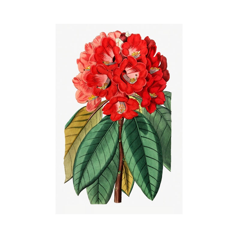 Rhododendron Rollissonii Flower Art, Floral Decor, Home decor Digital Download image 1