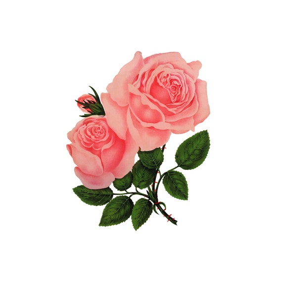Pink Rose Flower PNG With Transparent Background Digital Download