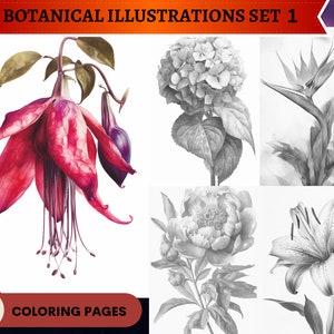 44 Botanische Illustrationen Set 1 Graustufen Malvorlagen | Ausmalbilder Erwachsene | Download Graustufen Illustration