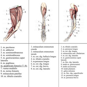 Anatomie Flashcards; Spieren van de hond | Afdrukbare veterinaire flashcards