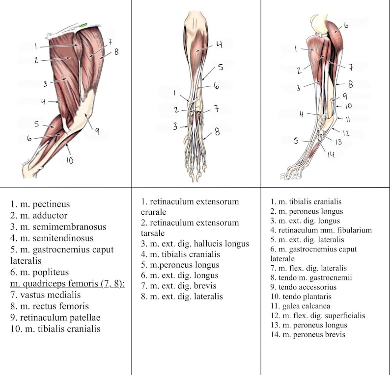 Anatomy Flashcards Muscles of the Dog Printable Veterinary Flashcards