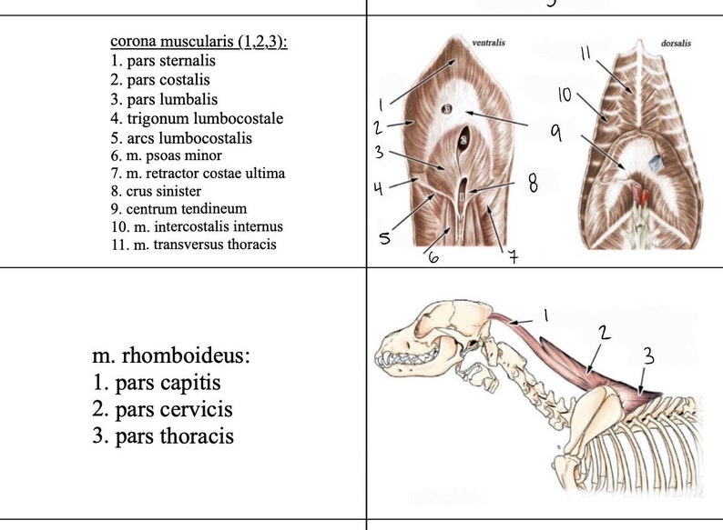 Anatomy Flashcards Muscles of the Dog Printable Veterinary Flashcards
