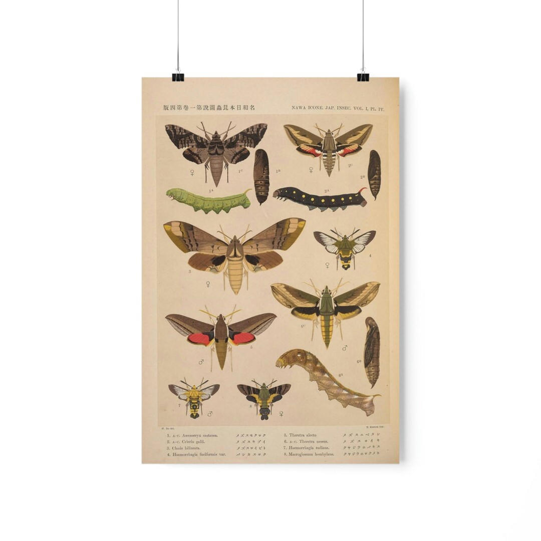 Scientific Illustration Print Moths Lepidoptera Plate 2 Poster Etsy