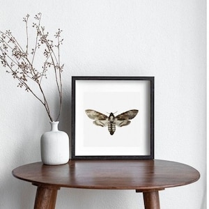 Może przedstawiać: Wydruk w ramie przedstawiający czarno-białego motyla z brązowymi oznaczeniami, umieszczony na drewnianym stole z wazą z suchymi gałęziami.