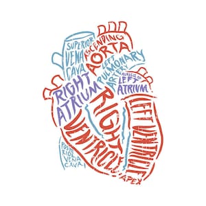 Cardio Nursing School Notes